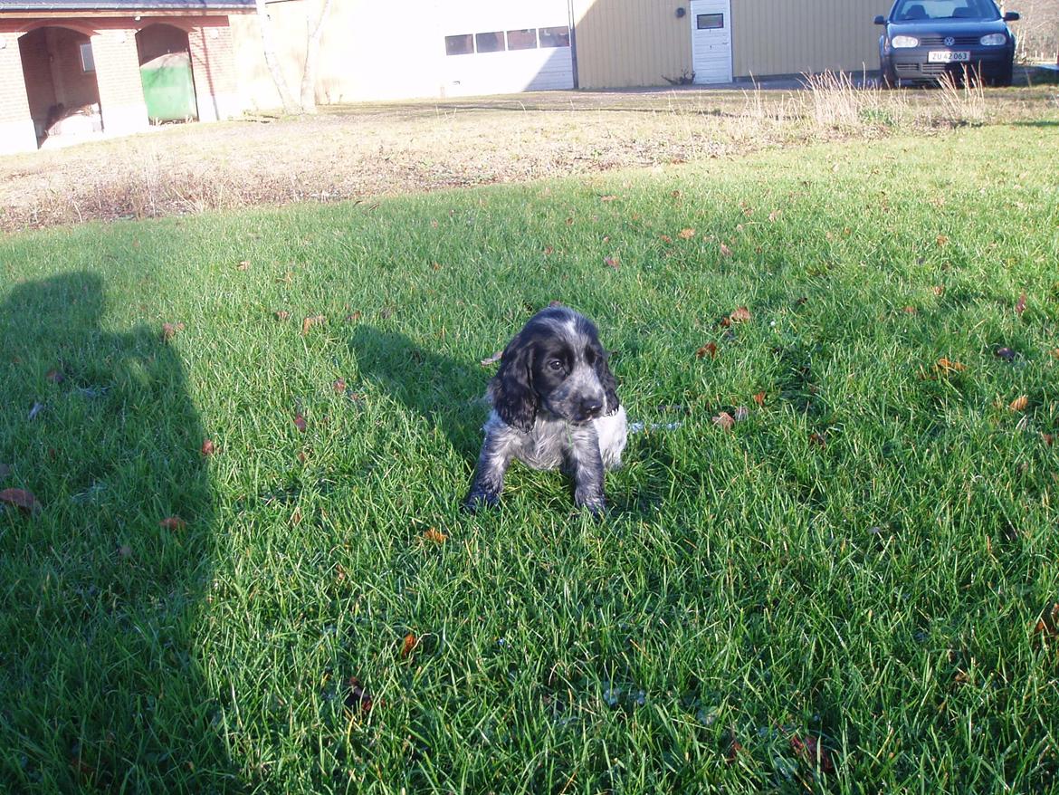 Cocker spaniel Maja billede 12