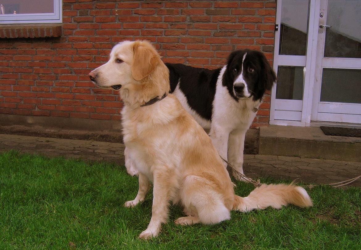 Hovawart Milka - 2 år billede 2