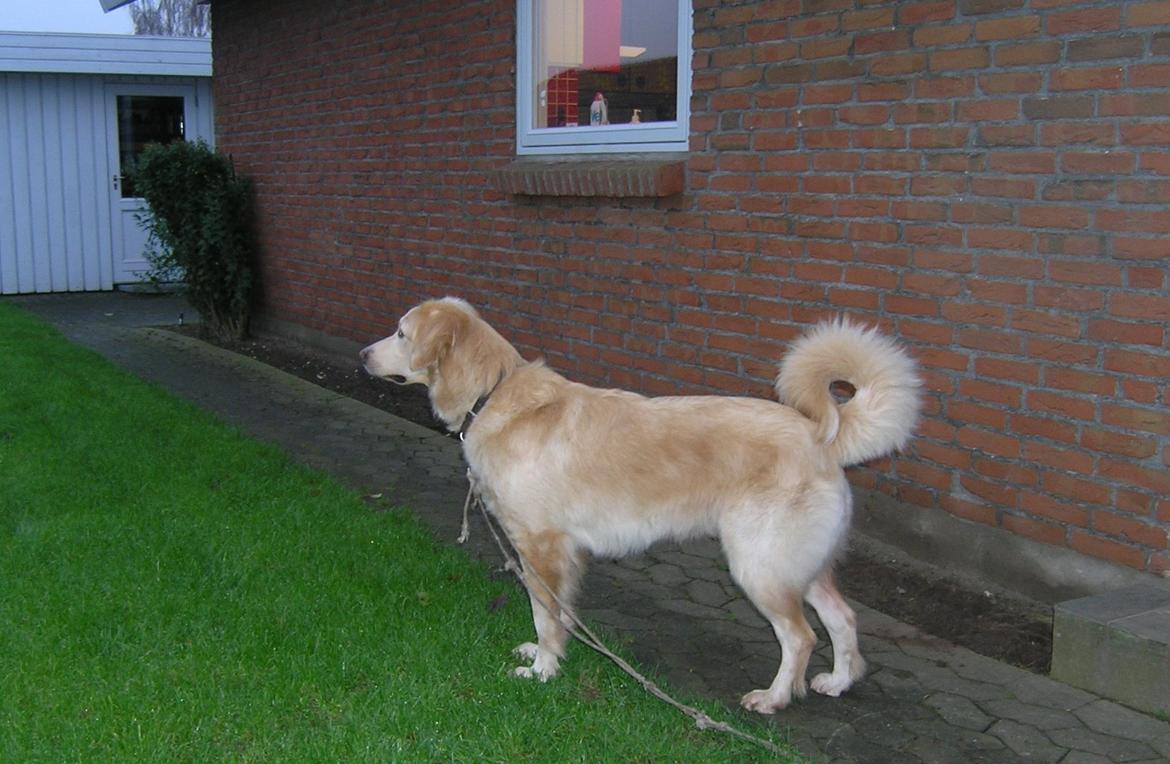 Hovawart Milka - 2 år billede 3