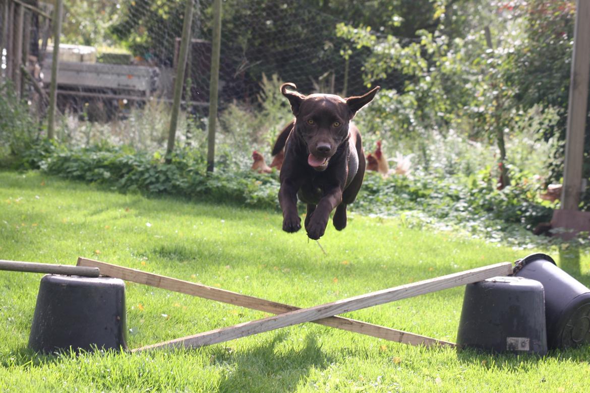 Labrador retriever Nuca billede 21