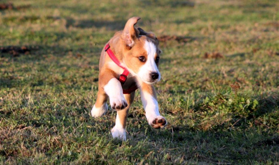 Blanding af racer Xena - I fuld fart på marken billede 3