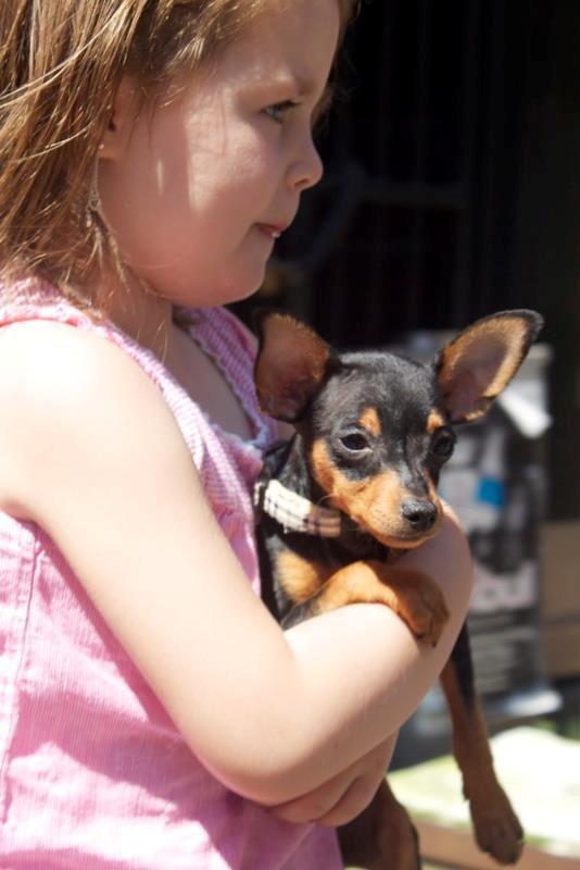 Prazsky krysarik Mille billede 1