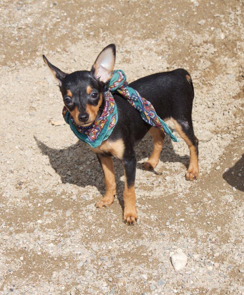 Prazsky krysarik Mille - Princessens første dag i parken med os :) billede 2