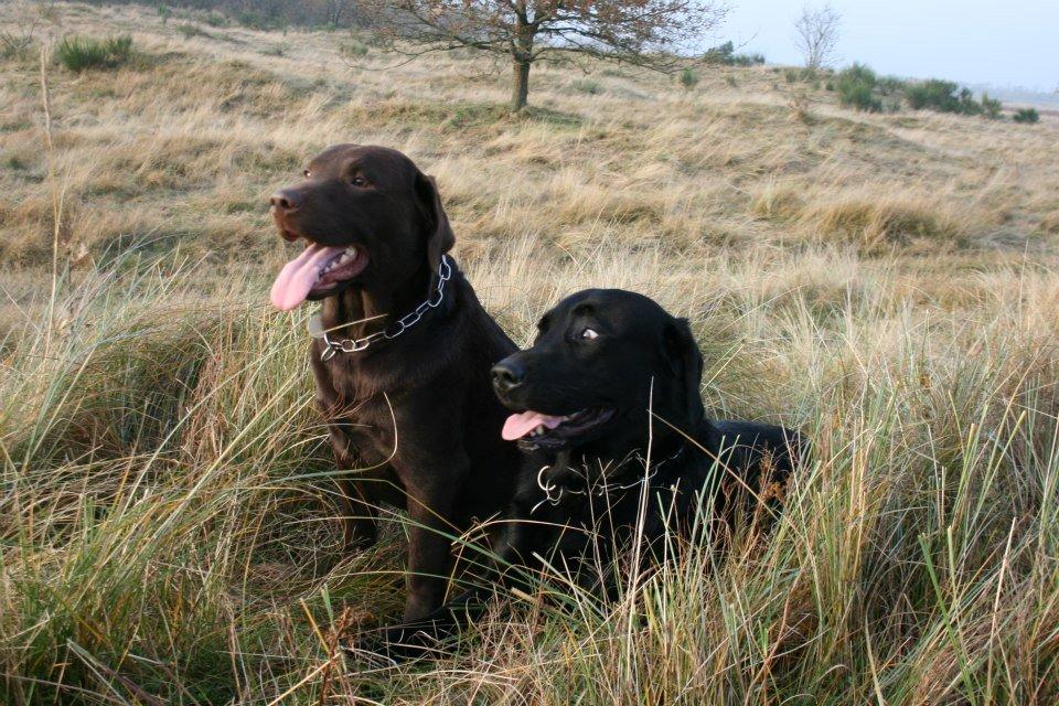 Labrador retriever William Jensen - Foto model billede 7