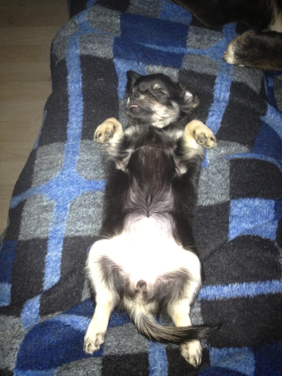 Chihuahua Dipsy billede 15