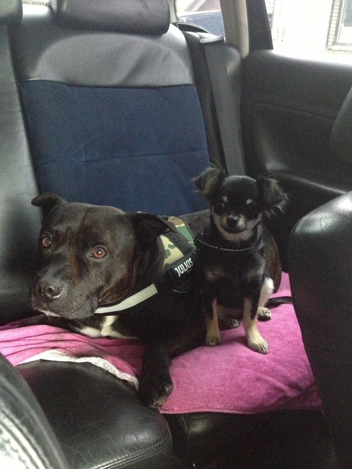 Chihuahua Dipsy billede 16