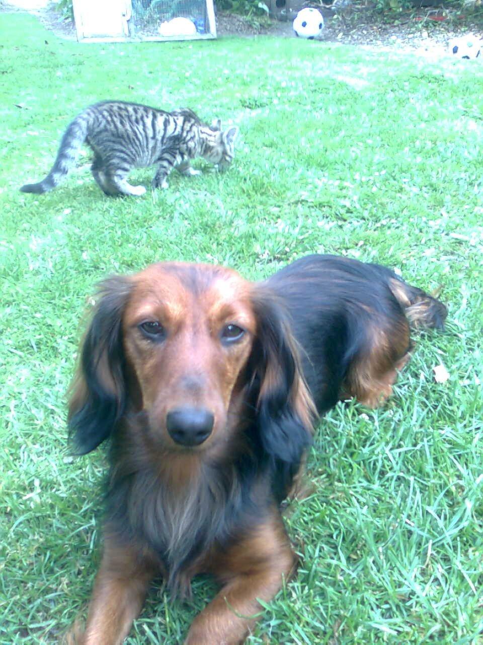 Dværggravhund Fiffi :-* billede 1