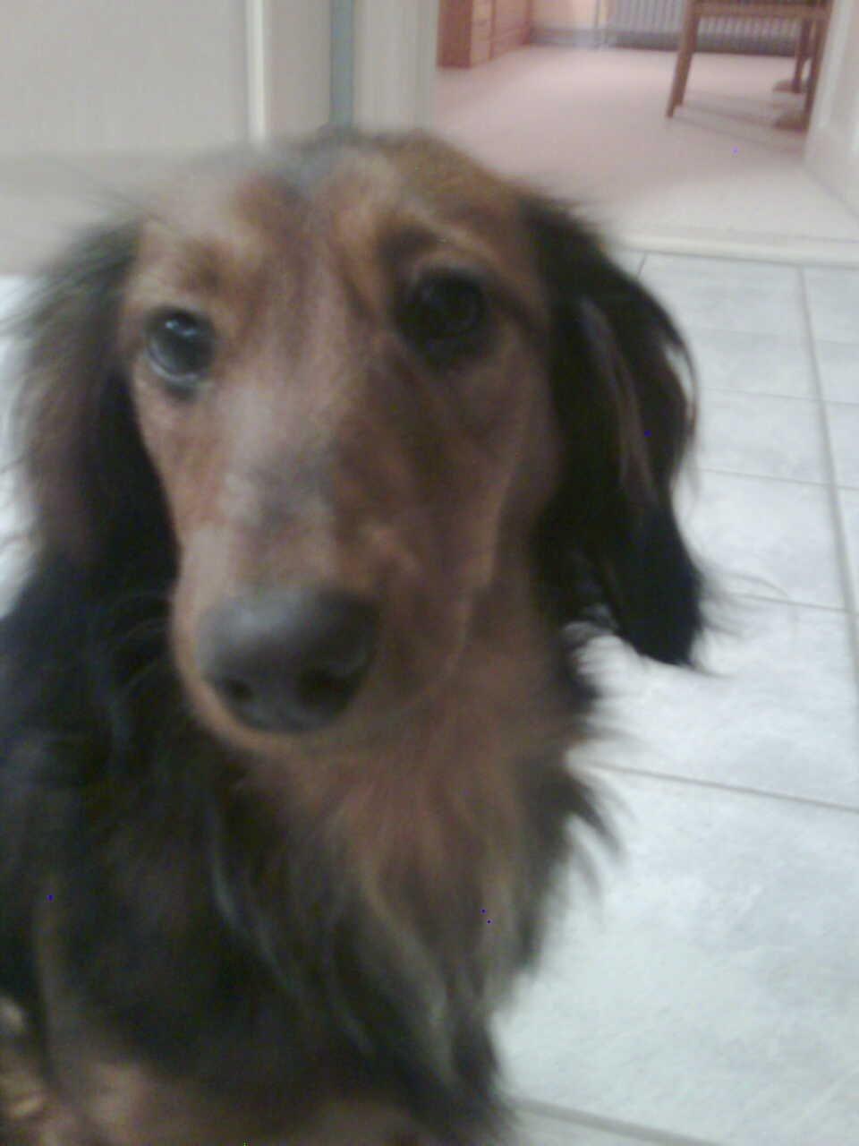 Dværggravhund Fiffi :-* billede 2