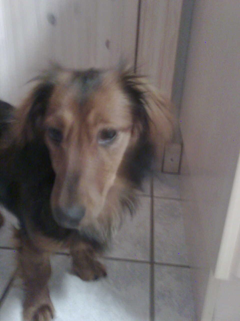 Dværggravhund Fiffi :-* billede 3