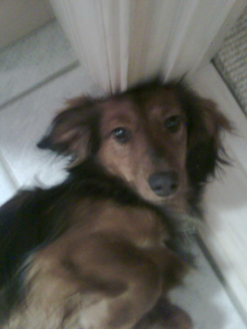 Dværggravhund Fiffi :-* billede 4