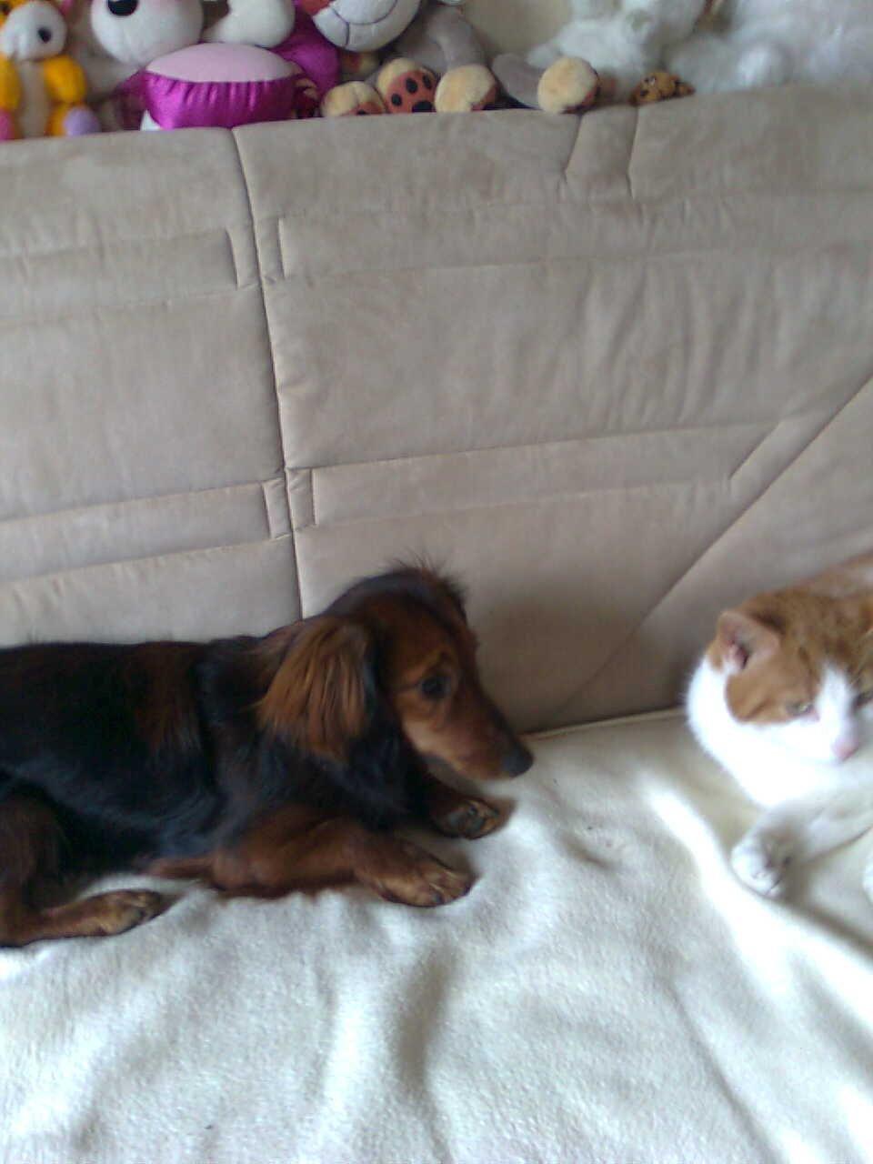 Dværggravhund Fiffi :-* billede 5