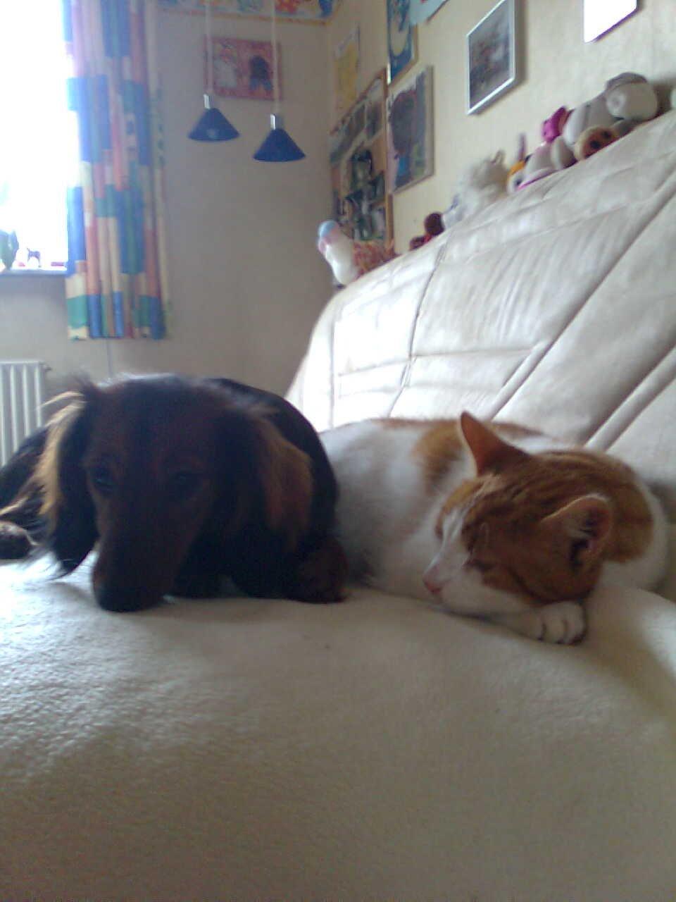 Dværggravhund Fiffi :-* billede 6