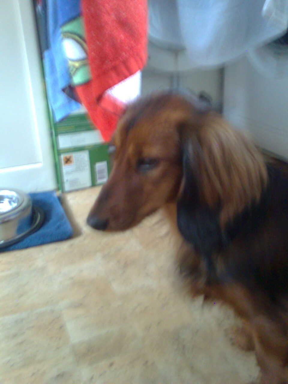 Dværggravhund Fiffi :-* billede 7