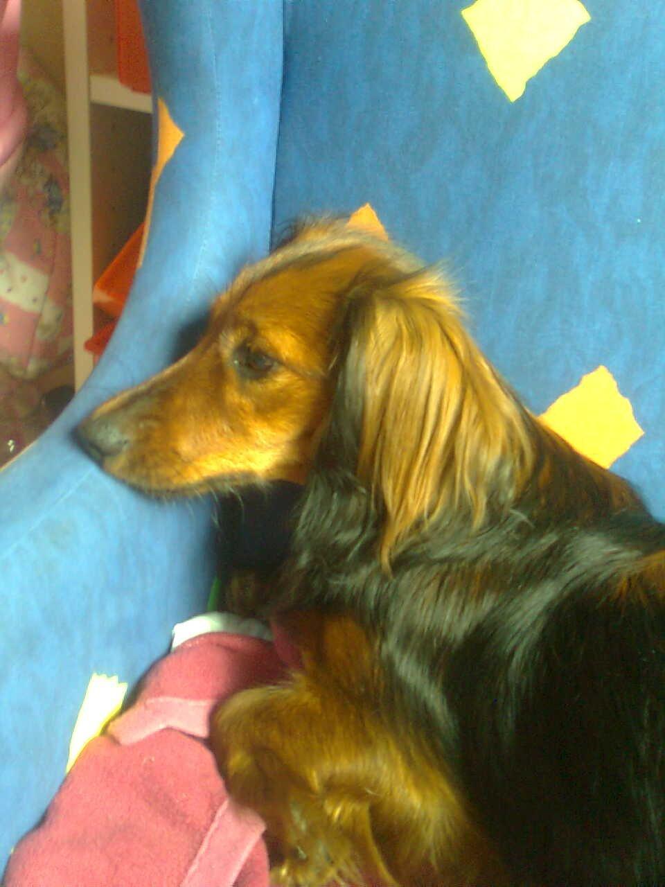 Dværggravhund Fiffi :-* billede 8