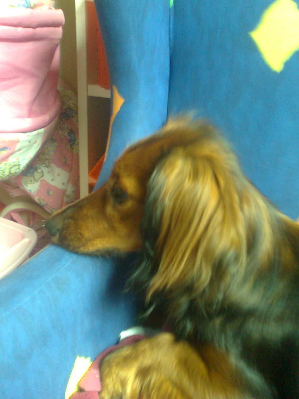 Dværggravhund Fiffi :-* billede 9