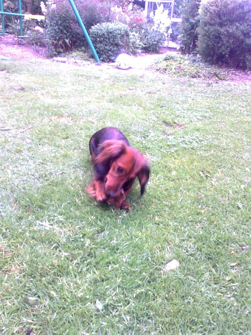 Dværggravhund Fiffi :-* billede 10