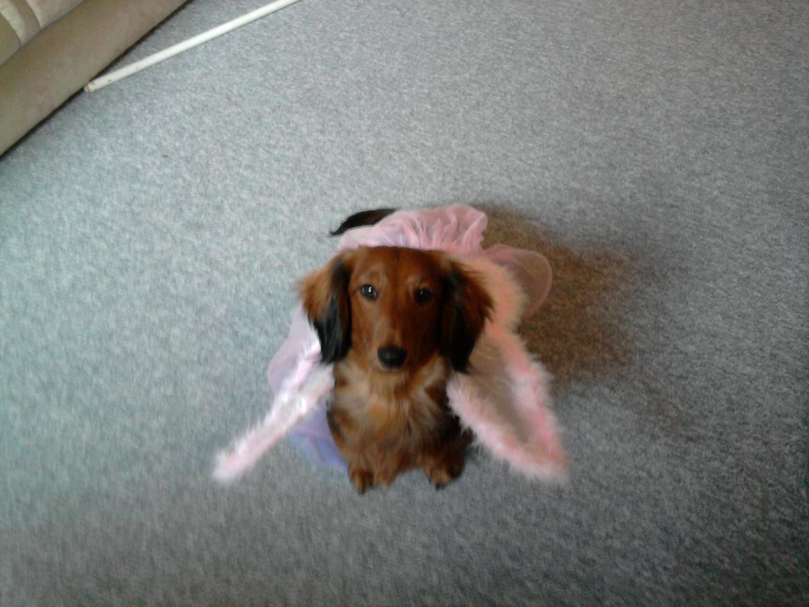 Dværggravhund Fiffi :-* billede 11