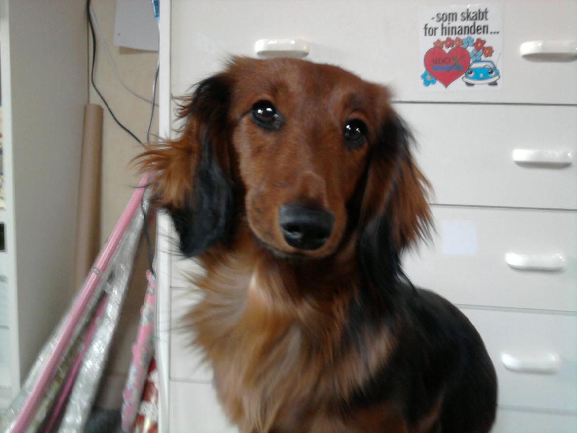 Dværggravhund Fiffi :-* billede 12