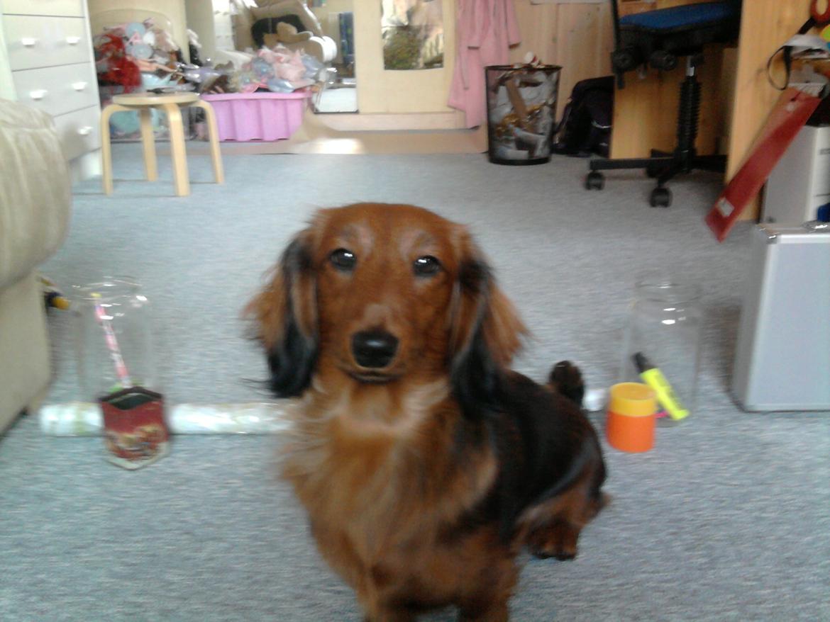 Dværggravhund Fiffi :-* billede 13