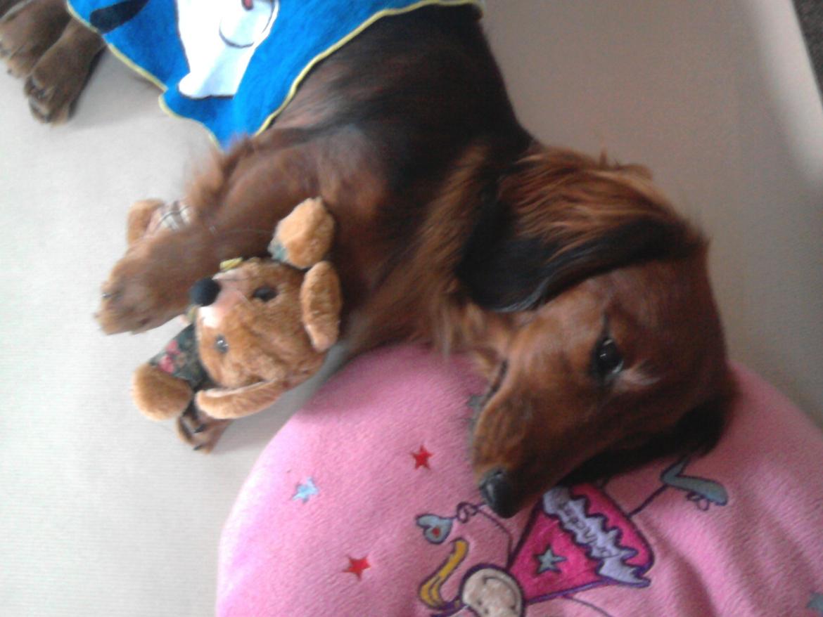 Dværggravhund Fiffi :-* billede 14