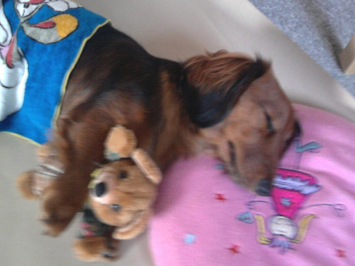 Dværggravhund Fiffi :-* billede 15