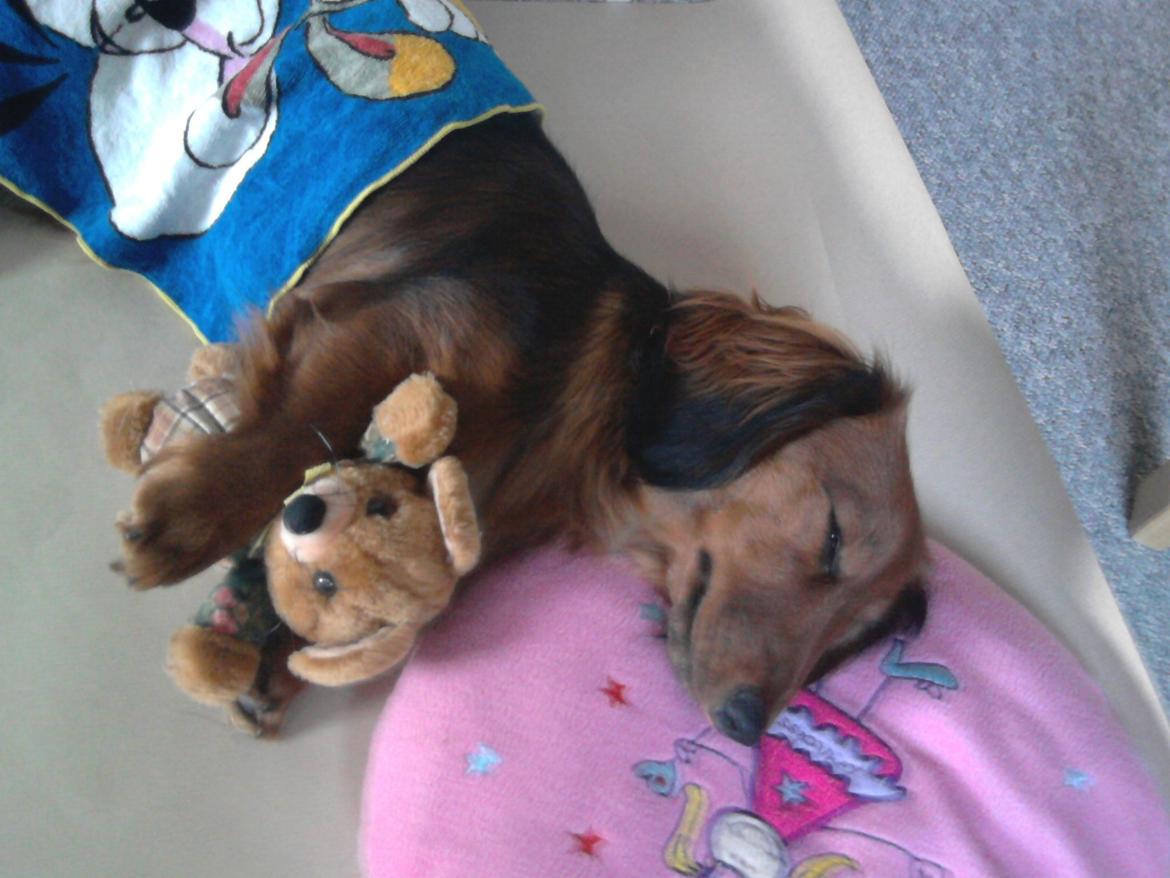 Dværggravhund Fiffi :-* billede 16