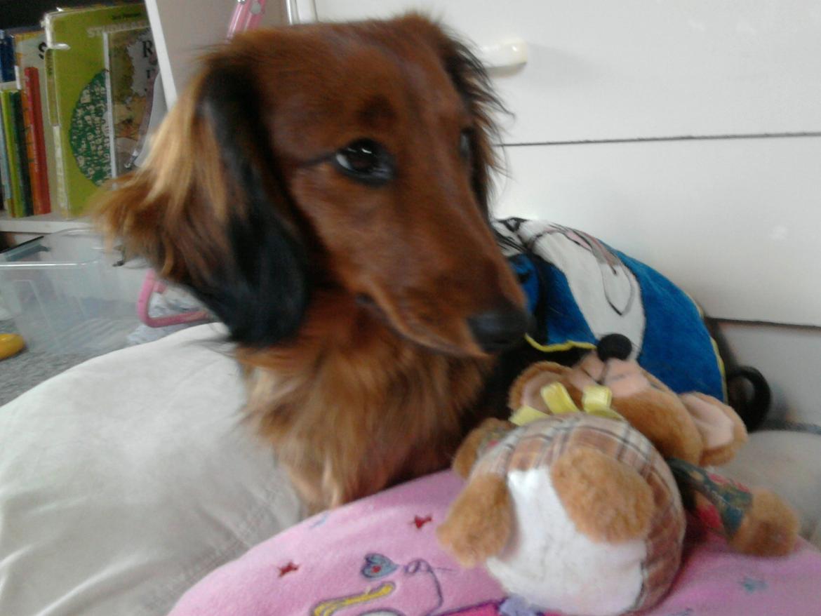 Dværggravhund Fiffi :-* billede 17