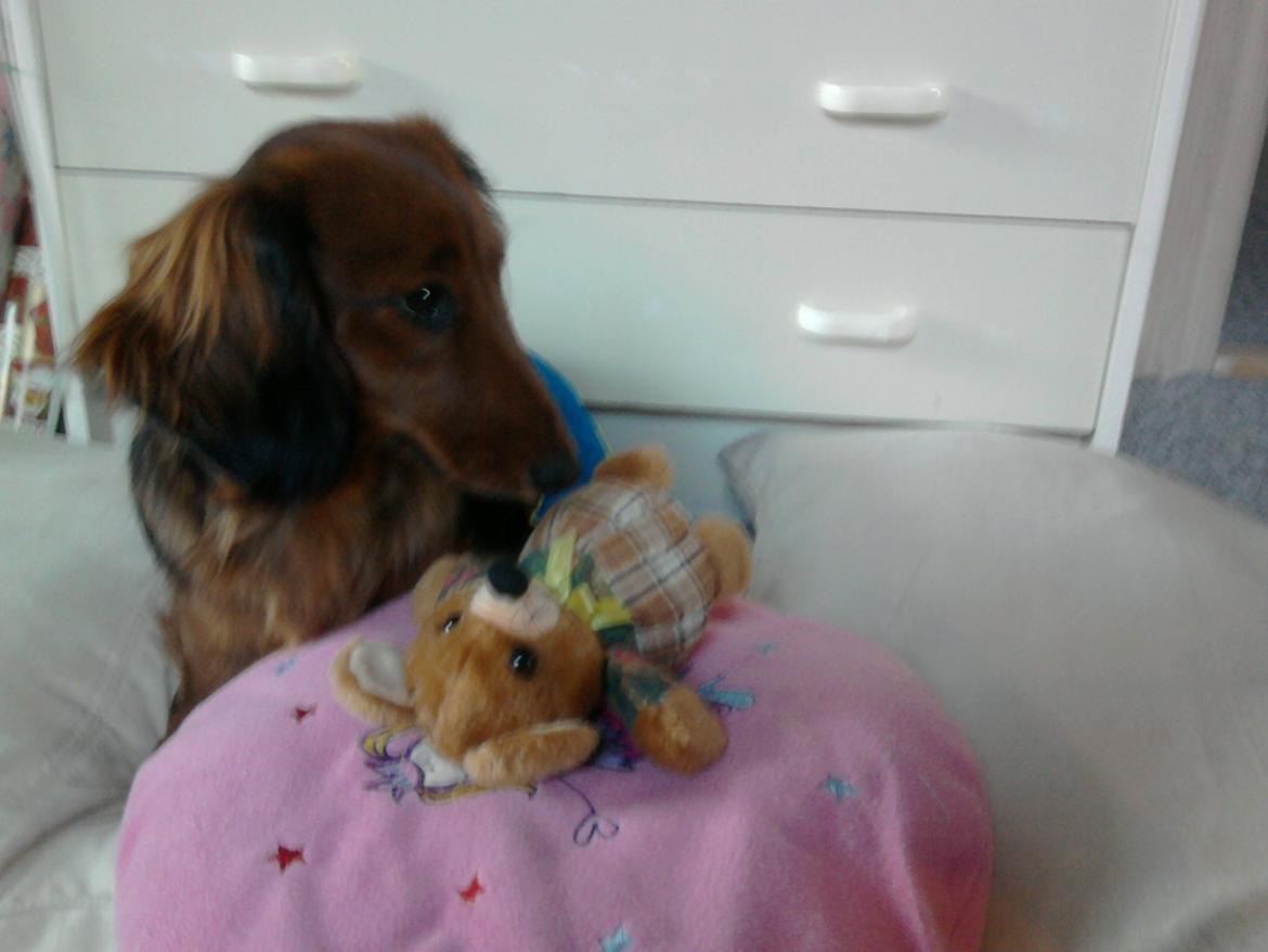 Dværggravhund Fiffi :-* billede 18