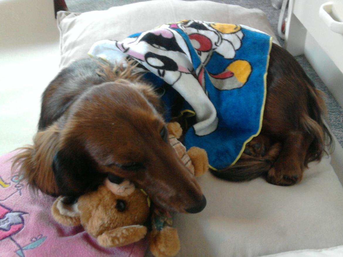 Dværggravhund Fiffi :-* billede 19