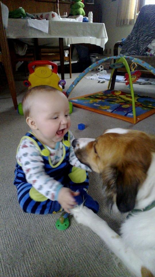 Border collie Fido billede 1