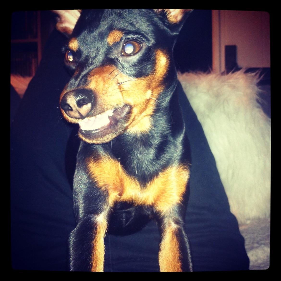 Dvaergpinscher Loui Banudchi billede 4