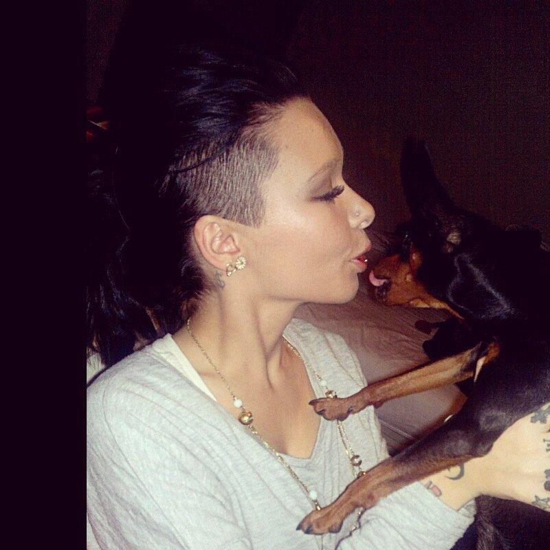 Dvaergpinscher Loui Banudchi billede 3