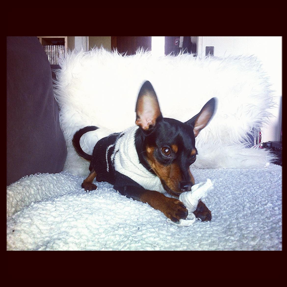 Dvaergpinscher Loui Banudchi billede 7