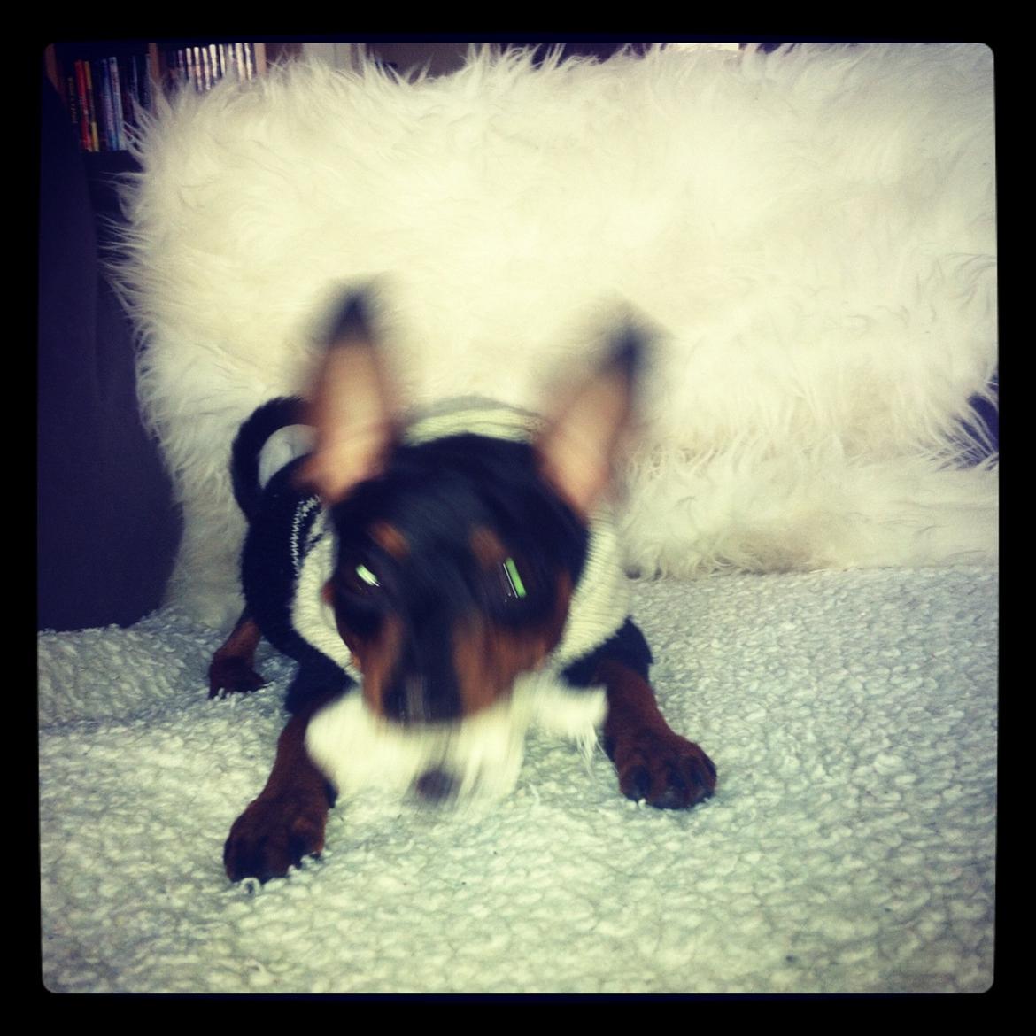 Dvaergpinscher Loui Banudchi billede 6