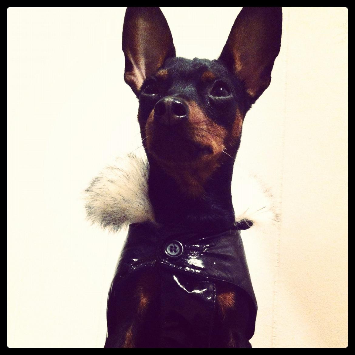 Dvaergpinscher Loui Banudchi billede 10