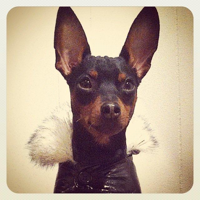 Dvaergpinscher Loui Banudchi billede 9