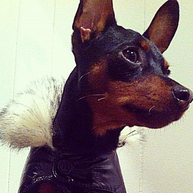 Dvaergpinscher Loui Banudchi billede 8