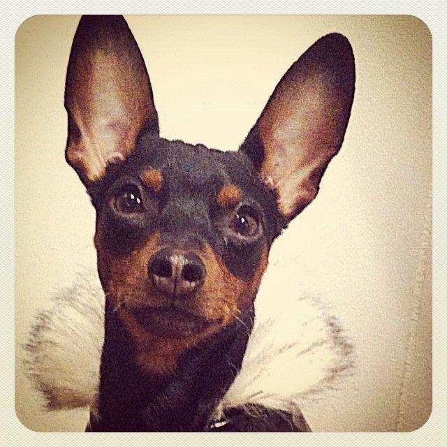 Dvaergpinscher Loui Banudchi billede 2