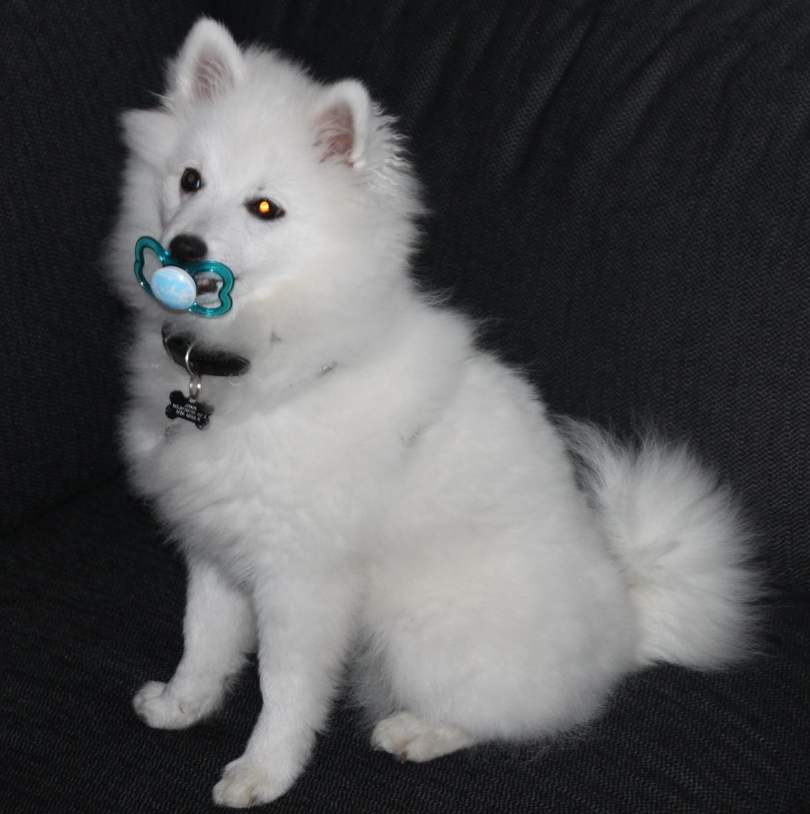 Japansk spids Simba billede 18