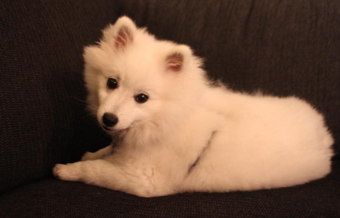 Japansk spids Simba billede 1