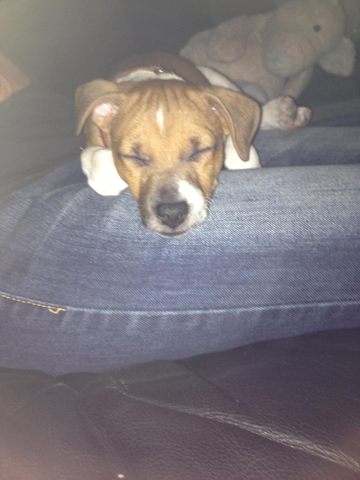 Dansk svensk gaardhund Kato <3 - En halv time efter han kom herhjem. <3 billede 20