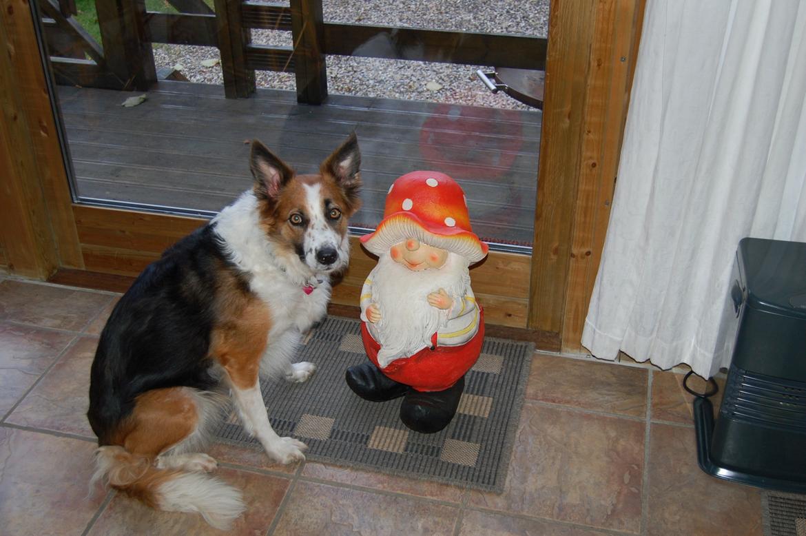 Border collie Nell billede 6