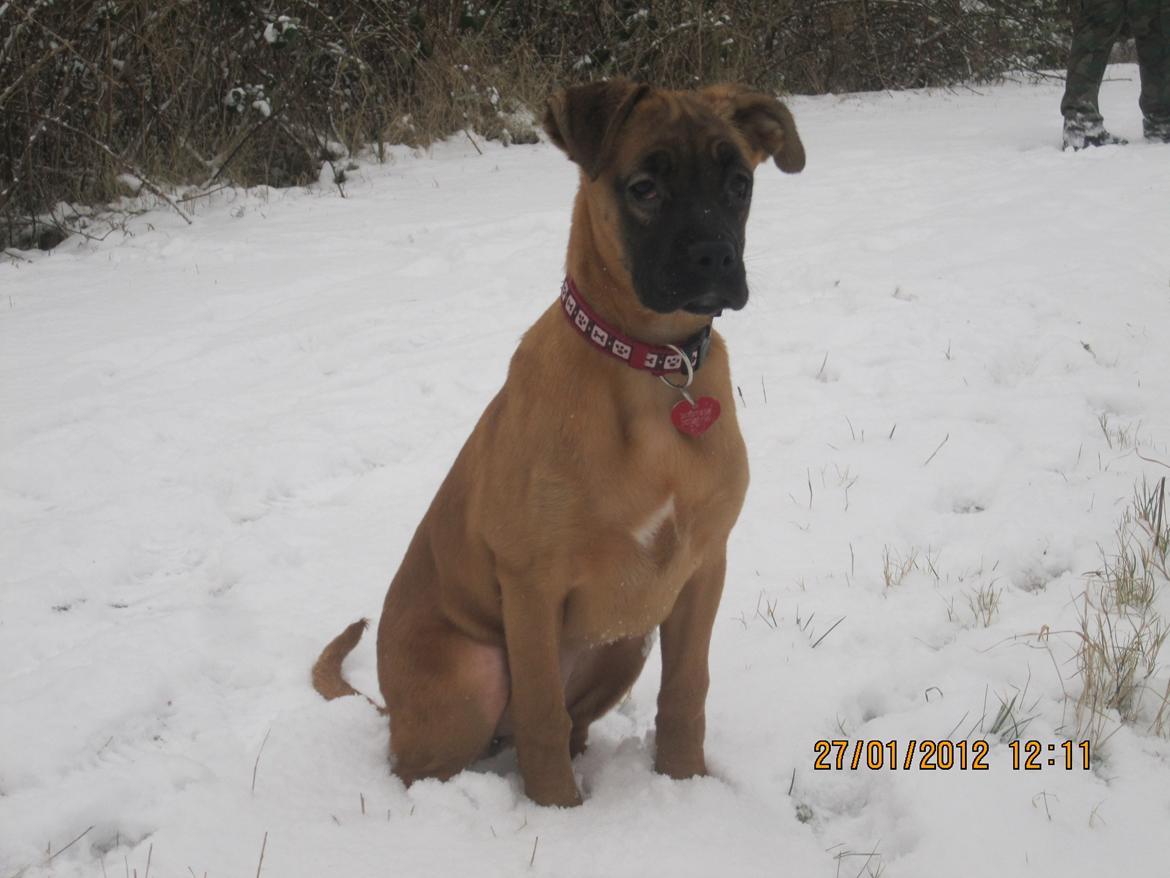 Blanding af racer Emma (hvil i fred <3) - første gang i sne (: billede 19