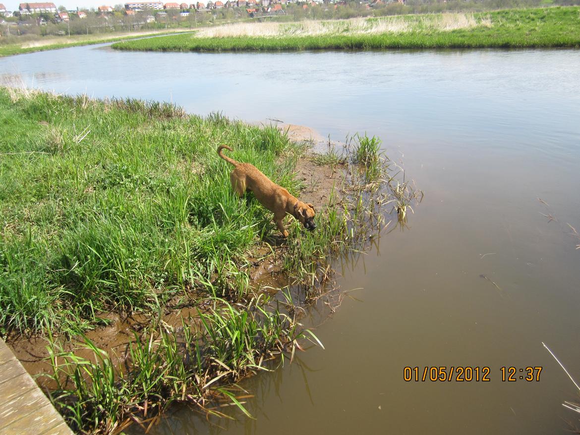 Blanding af racer Emma (hvil i fred <3) - her er hun lige på vej ned i åen :b billede 24