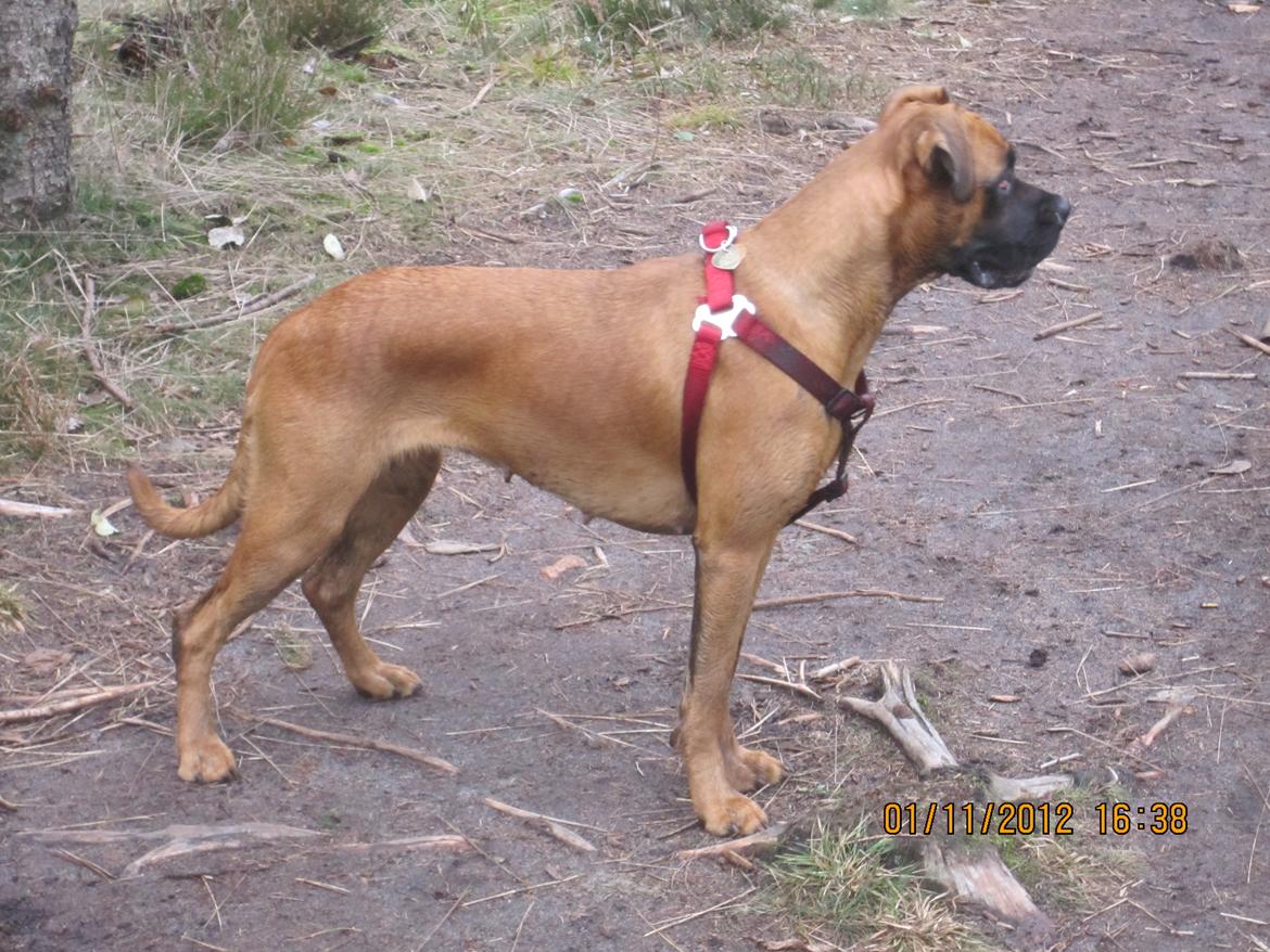 Blanding af racer Emma (hvil i fred <3) - min smukke hund (: billede 17