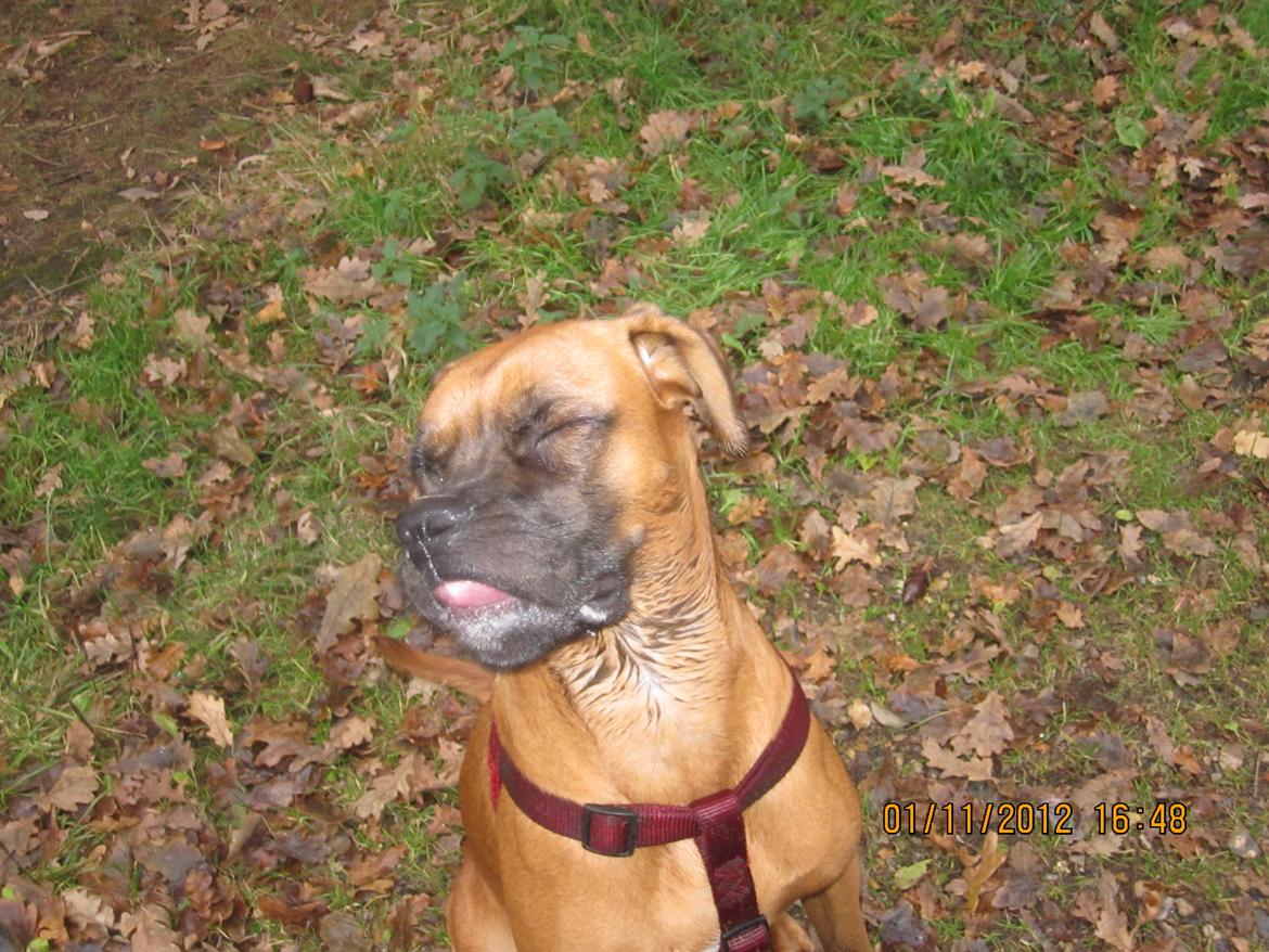 Blanding af racer Emma (hvil i fred <3) - Et lidt uheldigt billede :b billede 18