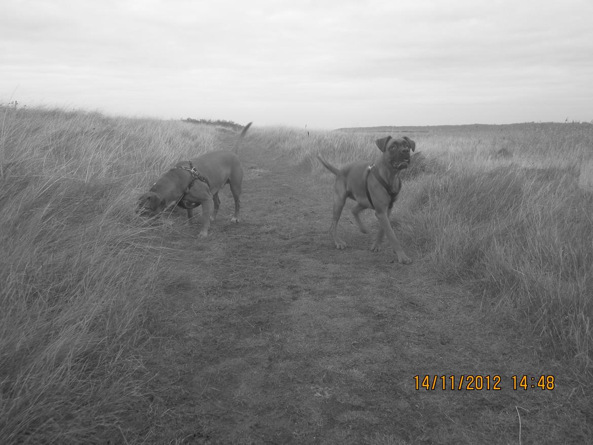 Blanding af racer Emma (hvil i fred <3) - Emma og Cash på Lundø (: billede 23
