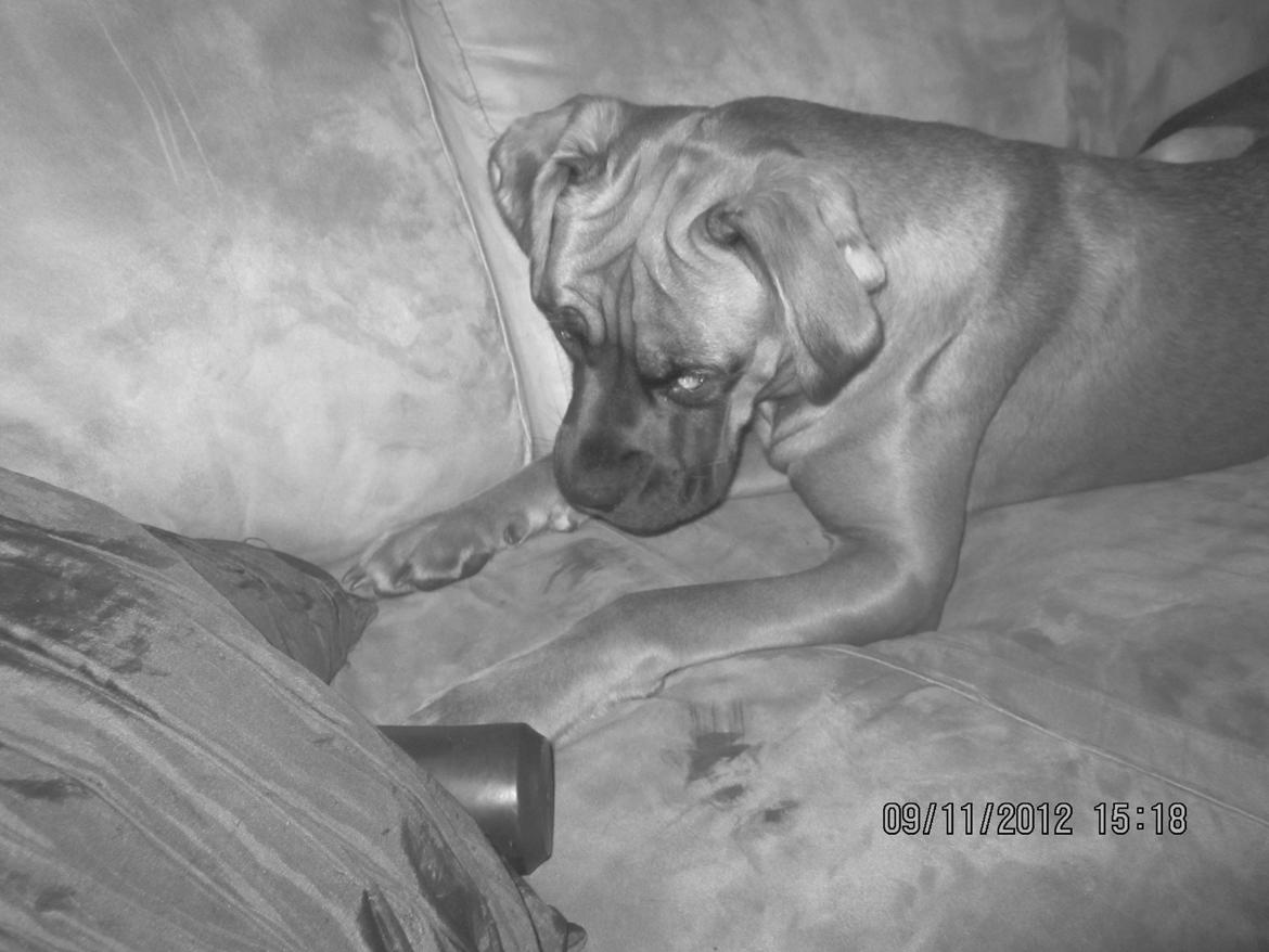 Blanding af racer Emma (hvil i fred <3) - Emma <3 billede 22