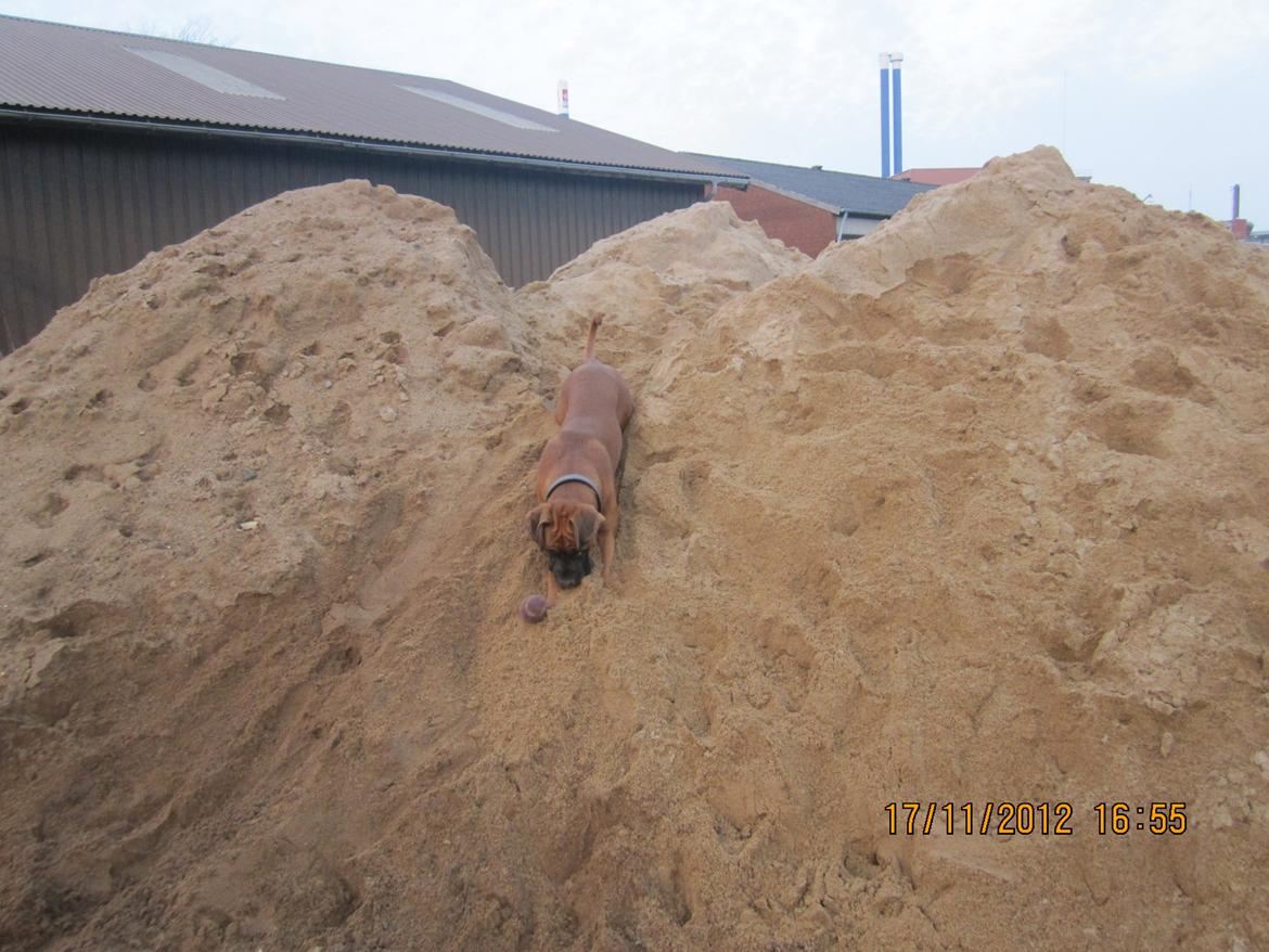 Blanding af racer Emma (hvil i fred <3) - hun elsker og lege i sand (: billede 26