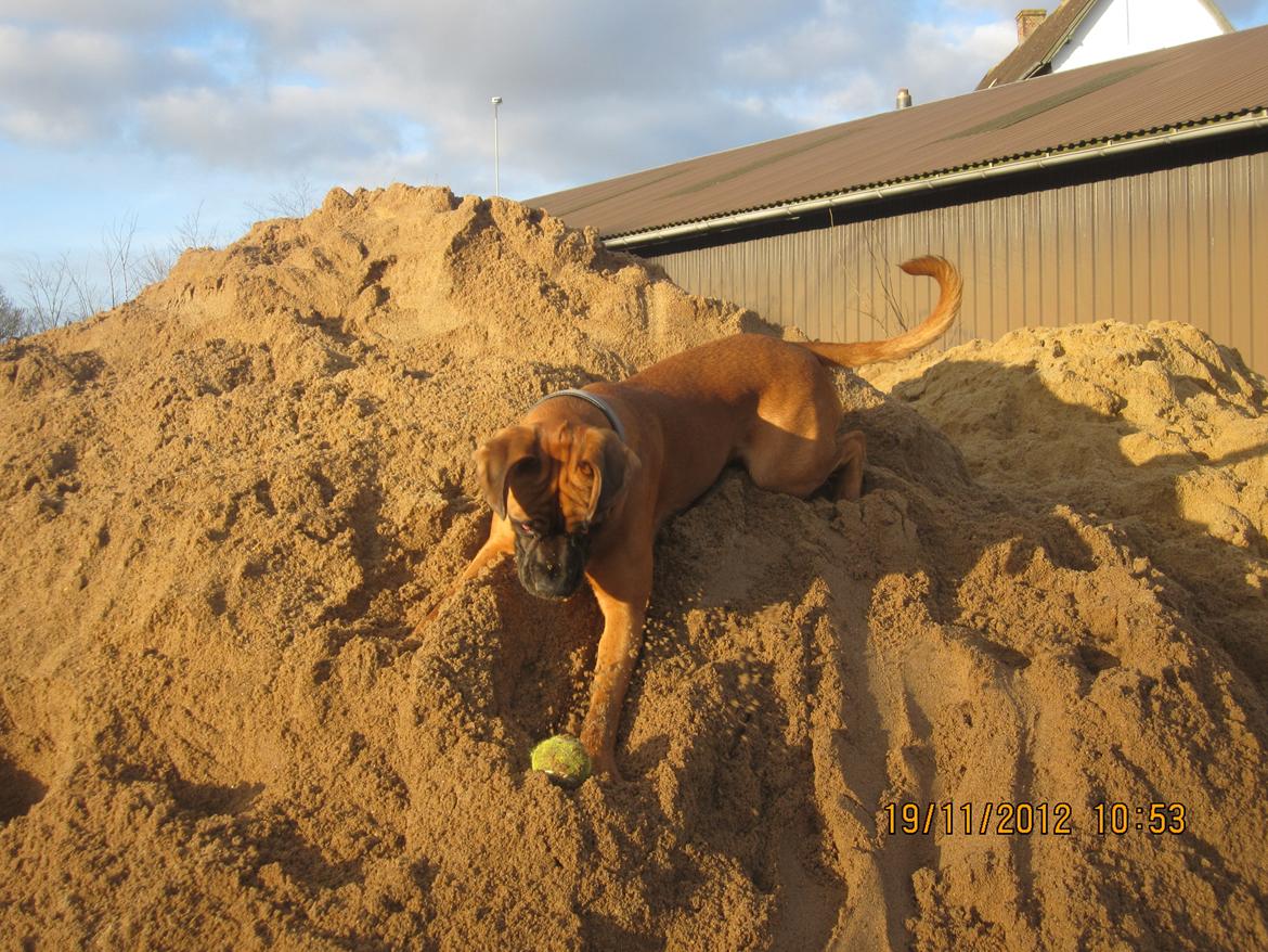 Blanding af racer Emma (hvil i fred <3) billede 27